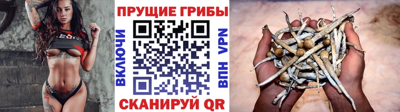 мега ТОР  Салаир  Псилоцибиновые грибы мицелий  купить  